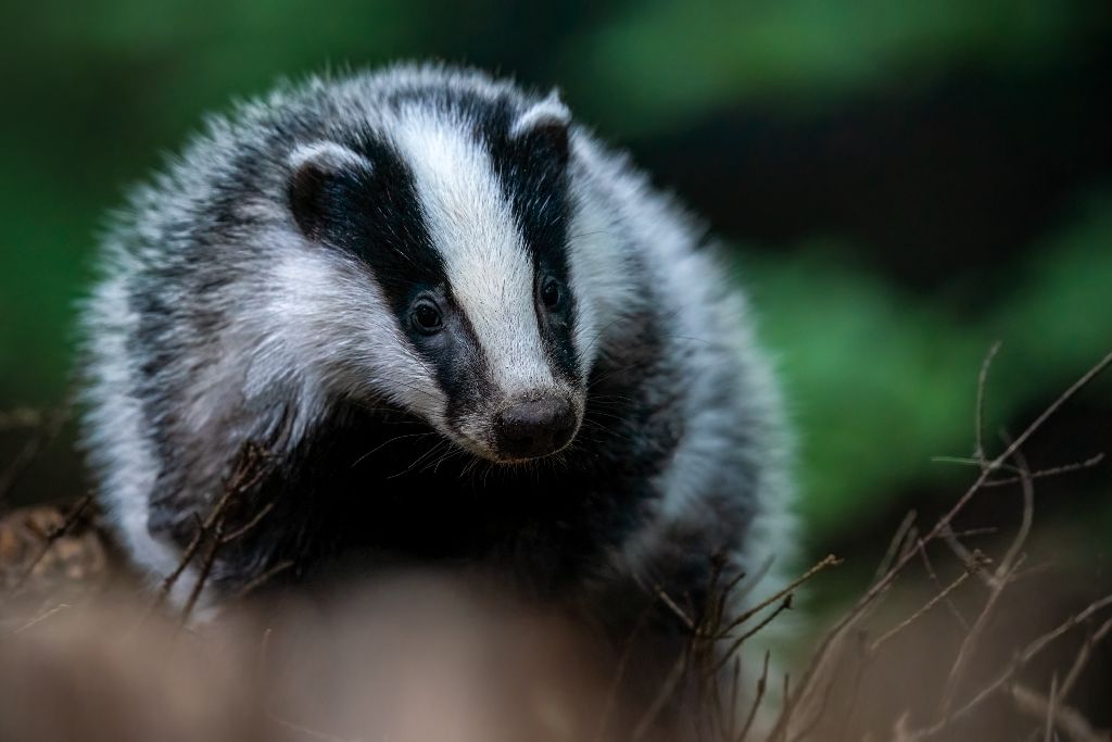 European badger