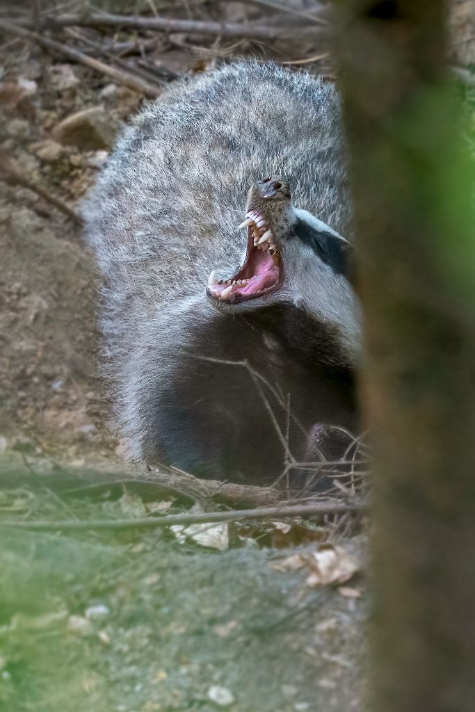 European badger