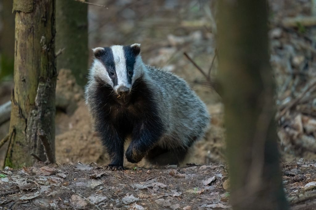 European badger