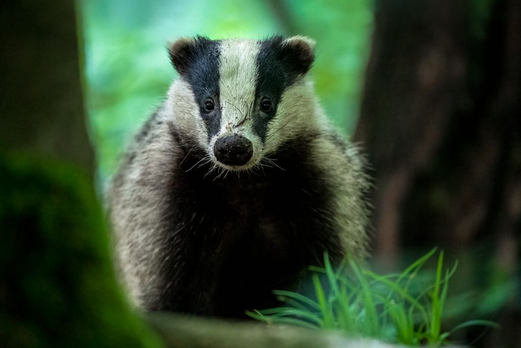 European badger