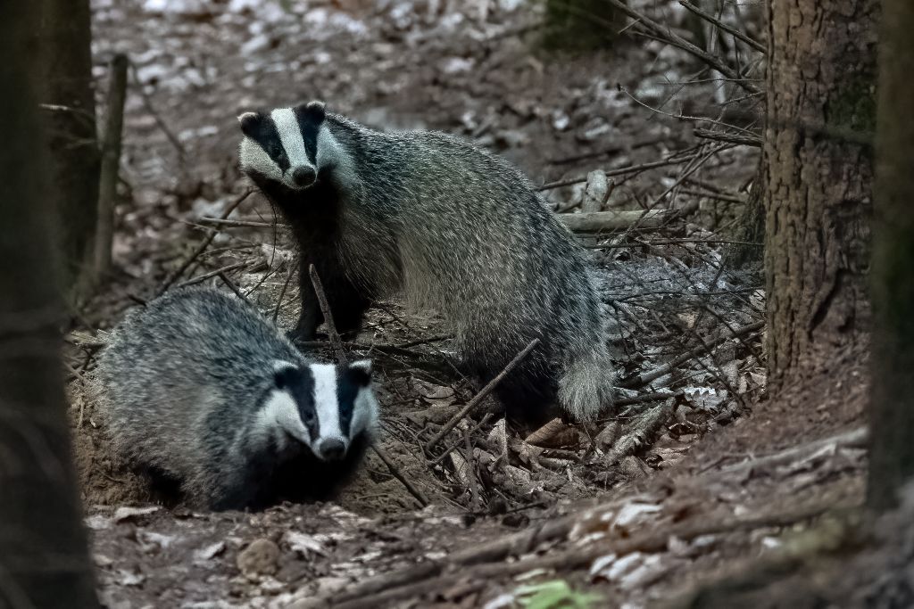 European badger