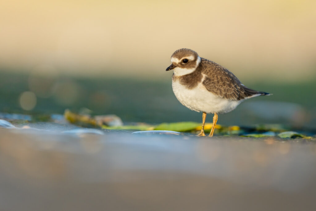 Common ringed plovers are small but have such character!
