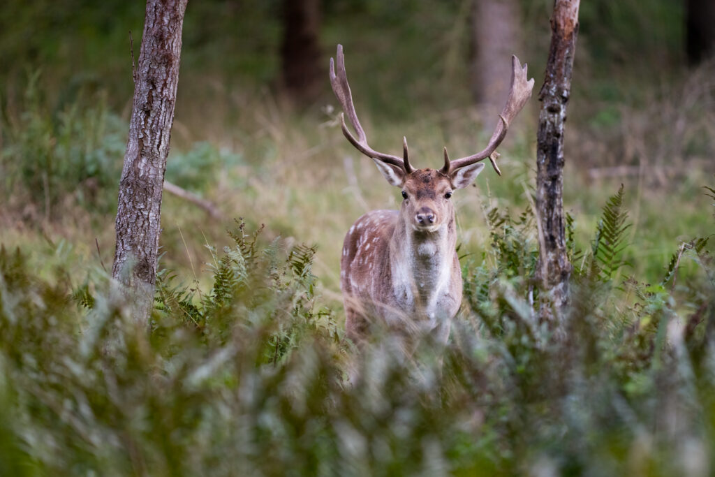 European fallow deer live in ferns. They can make perfect environmental shots. We are still waiting to get one.