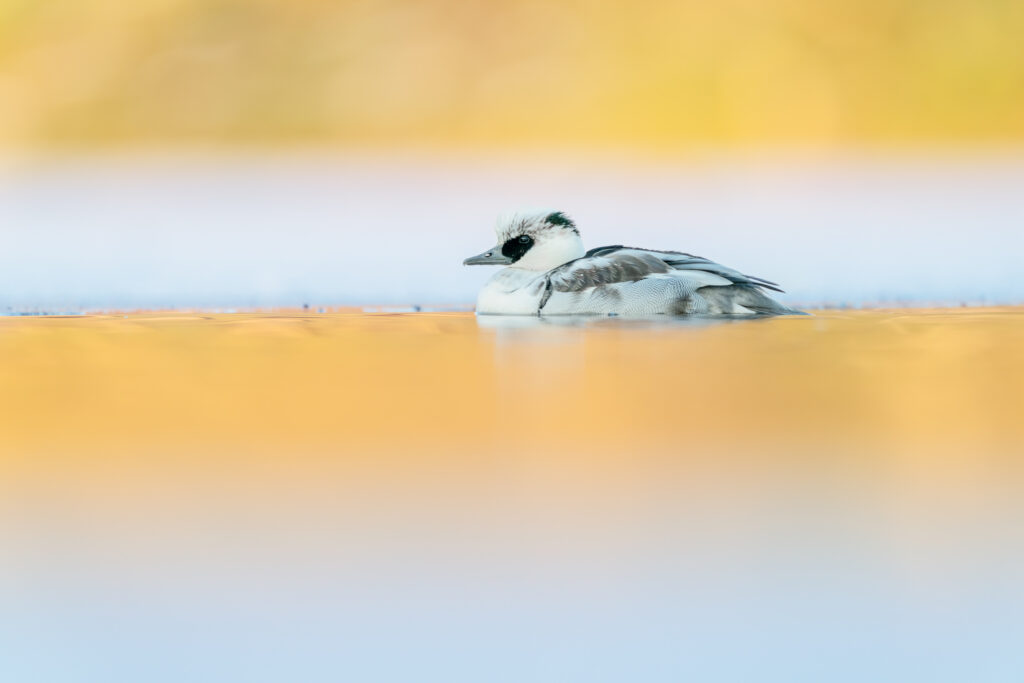 This smew decided to winter for a while on a local pond in a nearby city!