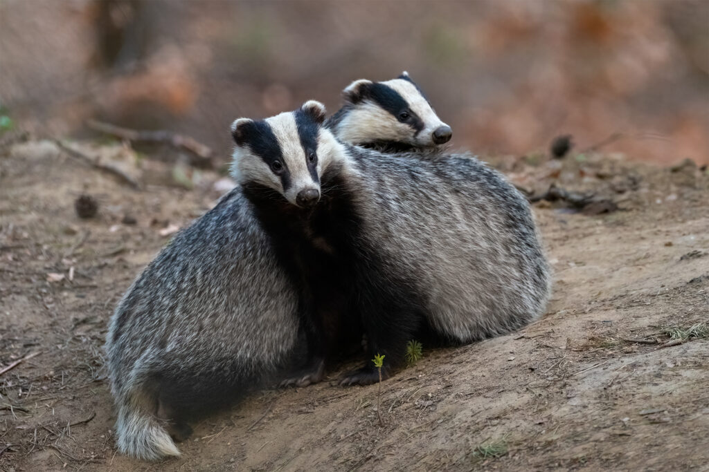 European badgers are very social animals. Couples love to cuddle!