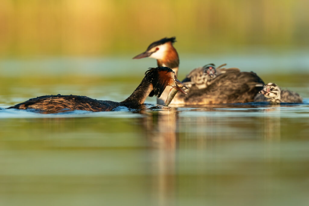 It's feeding time. Can you spot all of those tiny grebes hidden on mom's back?