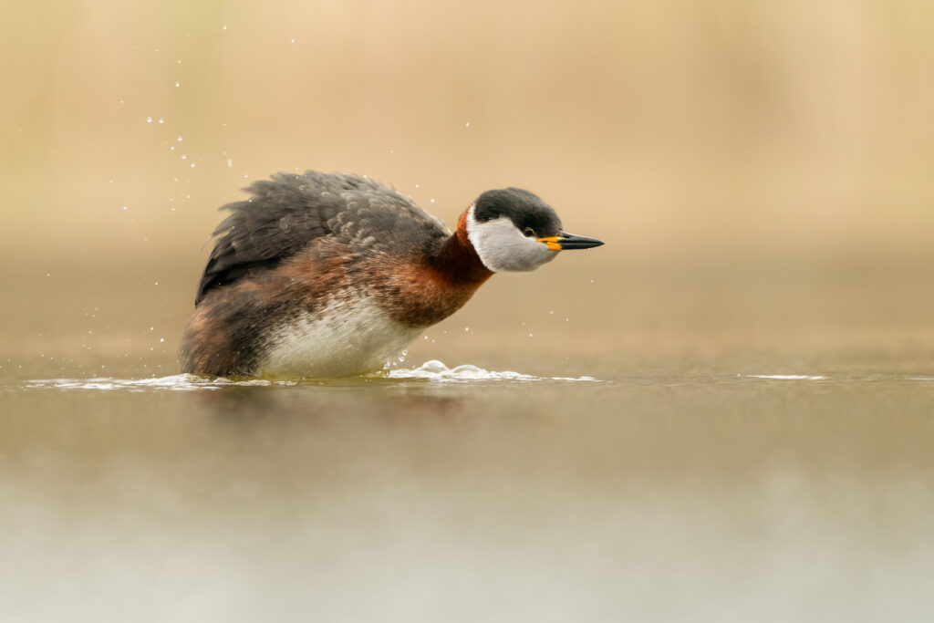 A red-necked-neckedshakes the water away.